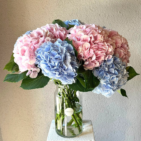 Hydrangea Dream Arrangement in Glass Vase 