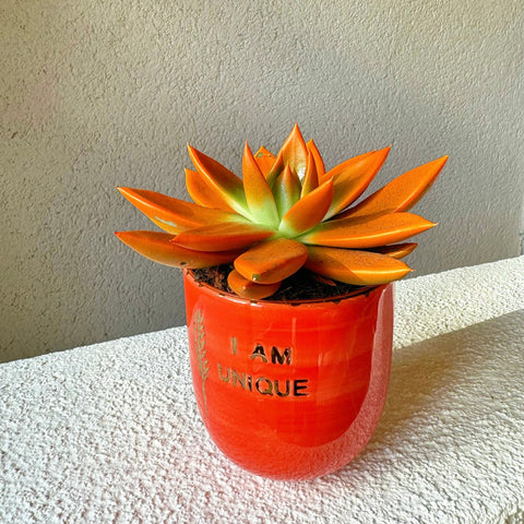 I'm Unique Orange Succulent FGI Mug