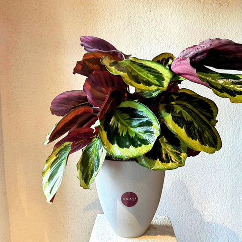 Calathea in Special Ceramic Vase 