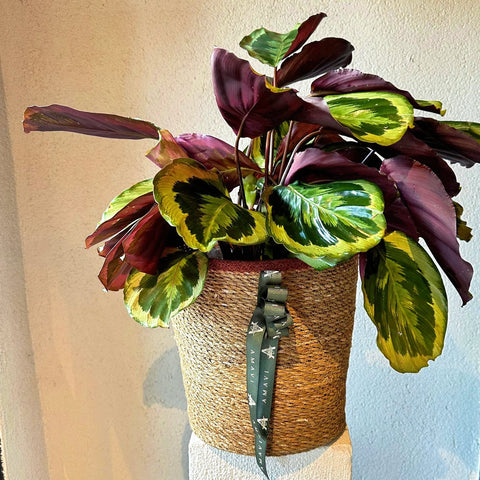Calathea in the Basket