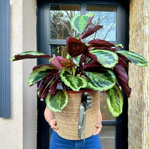 Calathea in the Basket