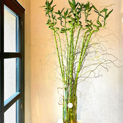 Manifest Bambusu Cam Vazoda 110cm