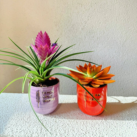 Happy Teachers Day 2-Piece FGI Air Plant and Succulent Mug Set