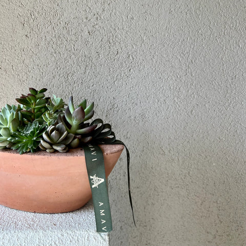 Succulent in Horizontal Concrete Vase