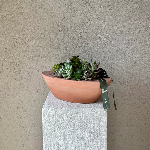 Succulent in Horizontal Concrete Vase