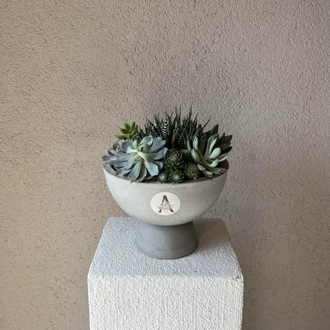 Succulent in Special Design Concrete Flowerpot