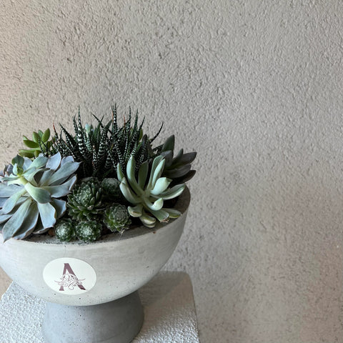 Succulent in Special Design Concrete Flowerpot